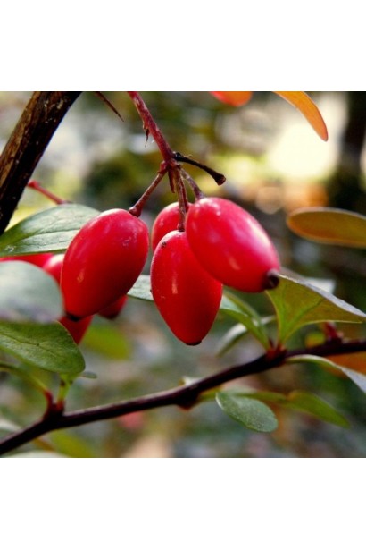 Плоди барбариса Флоренс.